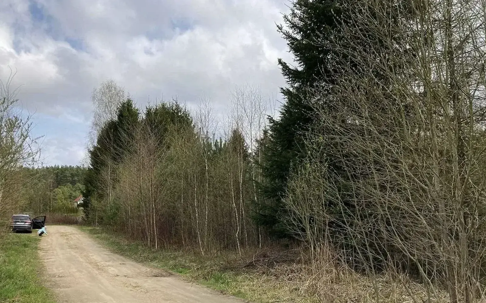 Utwardzona droga dojazdowa wzdłuż działki i zagajnik świerków